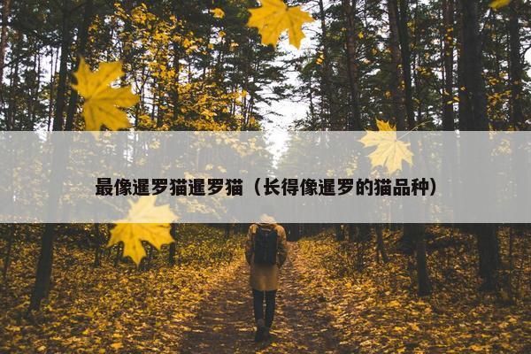 最像暹罗猫暹罗猫（长得像暹罗的猫品种）