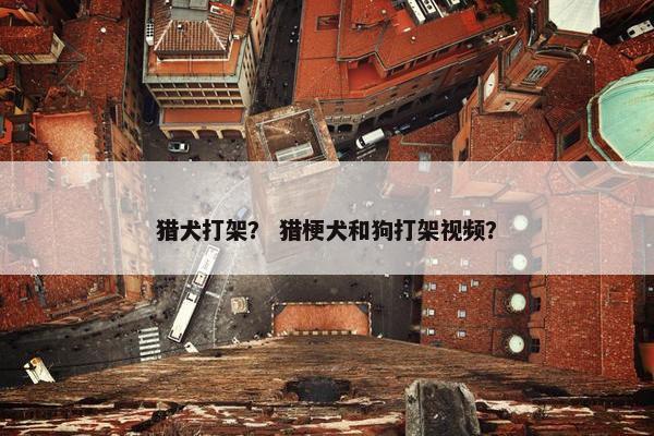 猎犬打架？ 猎梗犬和狗打架视频？