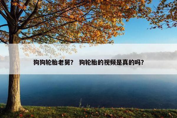 狗狗轮胎老舅？ 狗轮胎的视频是真的吗？