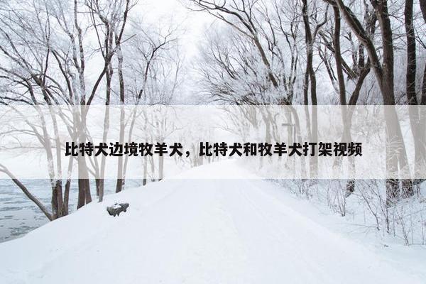 比特犬边境牧羊犬，比特犬和牧羊犬打架视频