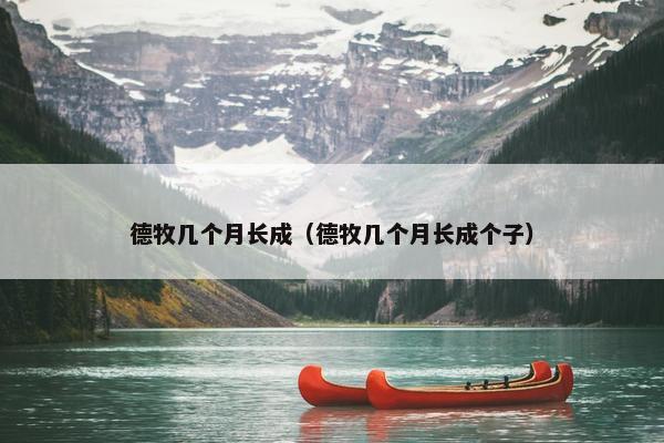 德牧几个月长成（德牧几个月长成个子）