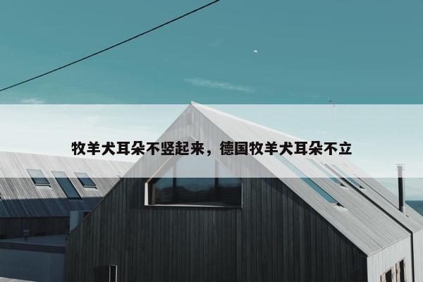 牧羊犬耳朵不竖起来，德国牧羊犬耳朵不立