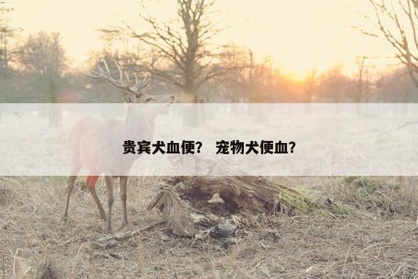 贵宾犬血便？ 宠物犬便血？