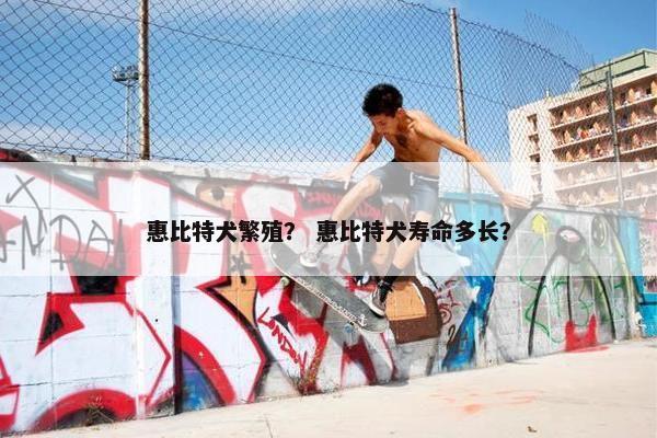 惠比特犬繁殖？ 惠比特犬寿命多长？