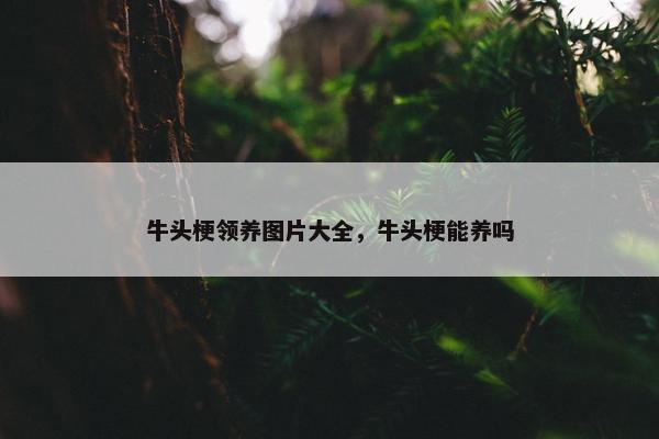 牛头梗领养图片大全，牛头梗能养吗