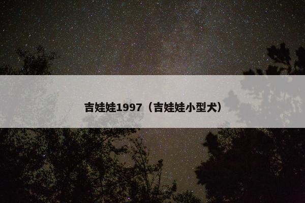 吉娃娃1997（吉娃娃小型犬）