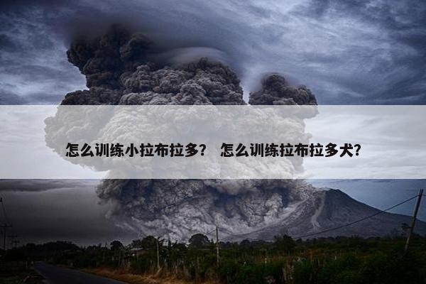 怎么训练小拉布拉多？ 怎么训练拉布拉多犬？