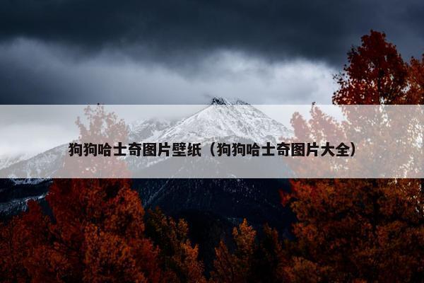狗狗哈士奇图片壁纸（狗狗哈士奇图片大全）
