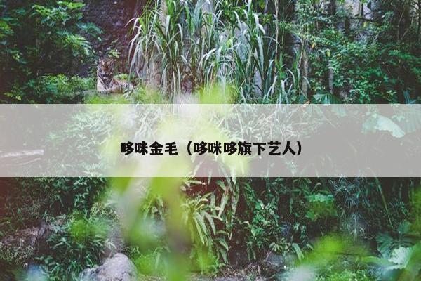 哆咪金毛（哆咪哆旗下艺人）