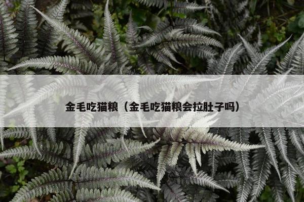 金毛吃猫粮（金毛吃猫粮会拉肚子吗）