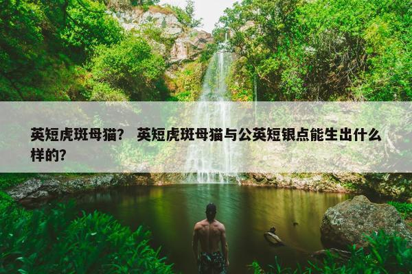英短虎斑母猫？ 英短虎斑母猫与公英短银点能生出什么样的？