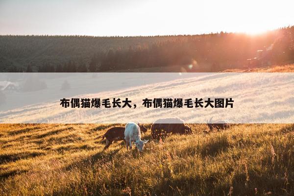 布偶猫爆毛长大，布偶猫爆毛长大图片