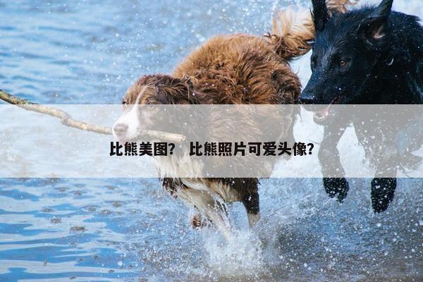 比熊美图？ 比熊照片可爱头像？