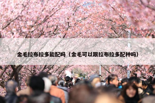 金毛拉布拉多能配吗（金毛可以跟拉布拉多配种吗）