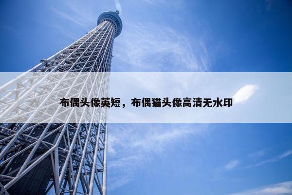 布偶头像英短，布偶猫头像高清无水印