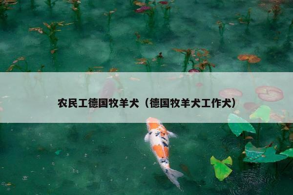 农民工德国牧羊犬（德国牧羊犬工作犬）
