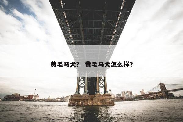 黄毛马犬？ 黄毛马犬怎么样？