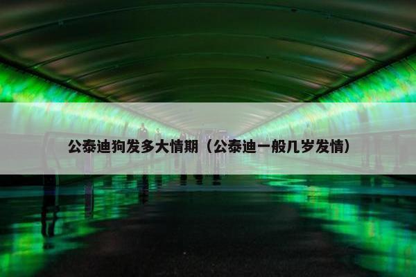 公泰迪狗发多大情期（公泰迪一般几岁发情）