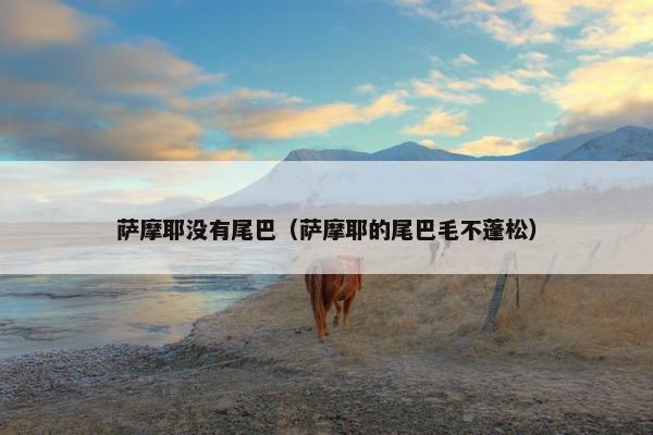 萨摩耶没有尾巴（萨摩耶的尾巴毛不蓬松）