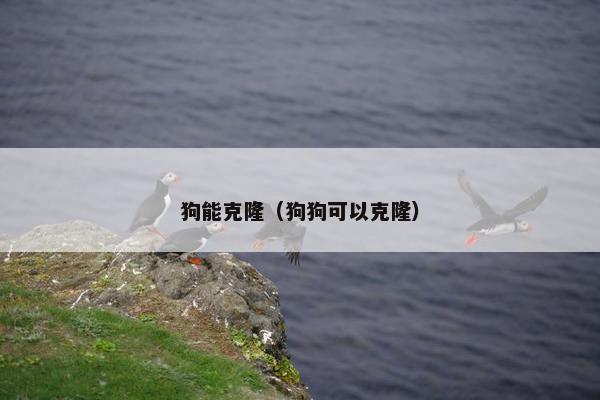 狗能克隆（狗狗可以克隆）