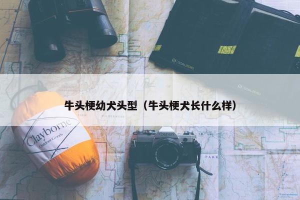牛头梗幼犬头型（牛头梗犬长什么样）