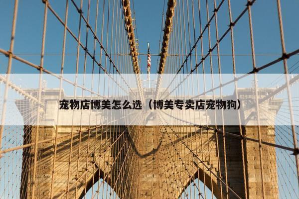 宠物店博美怎么选（博美专卖店宠物狗）