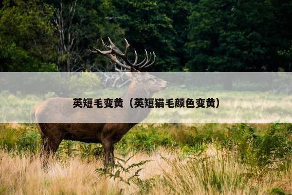英短毛变黄（英短猫毛颜色变黄）