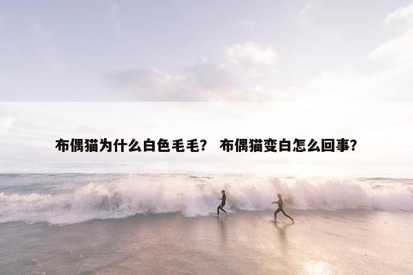 布偶猫为什么白色毛毛？ 布偶猫变白怎么回事？