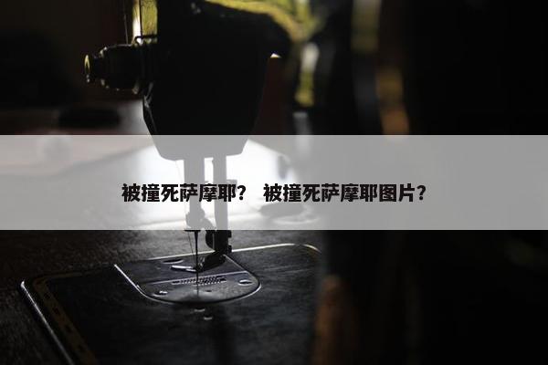 被撞死萨摩耶？ 被撞死萨摩耶图片？