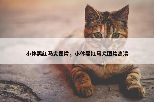 小体黑红马犬图片，小体黑红马犬图片高清
