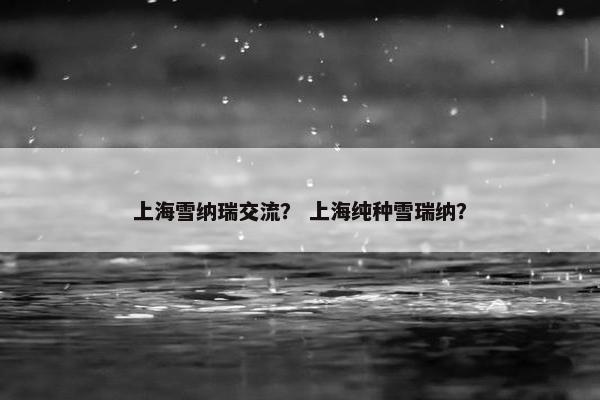 上海雪纳瑞交流？ 上海纯种雪瑞纳？