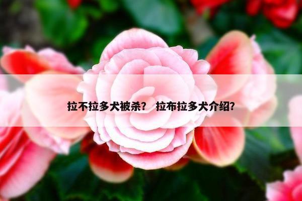 拉不拉多犬被杀？ 拉布拉多犬介绍？