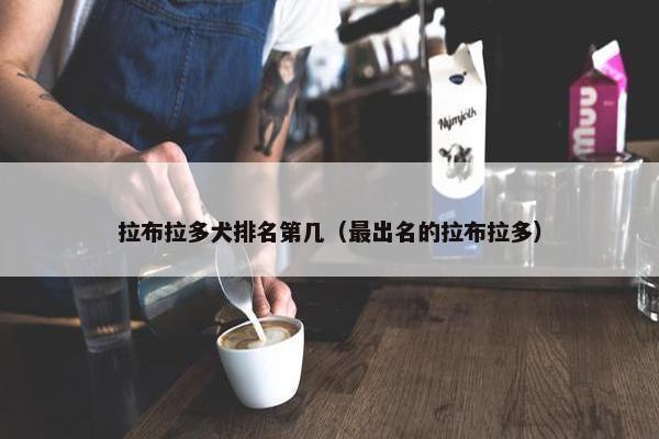 拉布拉多犬排名第几（最出名的拉布拉多）
