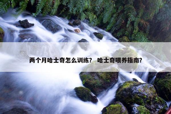 两个月哈士奇怎么训练？ 哈士奇喂养指南？