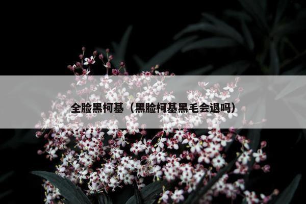 全脸黑柯基（黑脸柯基黑毛会退吗）