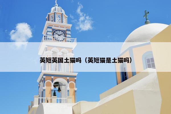 英短英国土猫吗（英短猫是土猫吗）