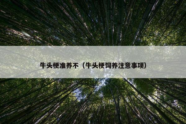 牛头梗准养不（牛头梗饲养注意事项）