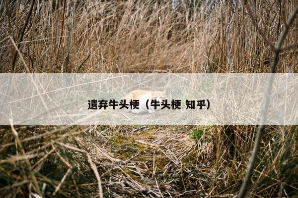 遗弃牛头梗（牛头梗 知乎）