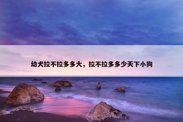 幼犬拉不拉多多大，拉不拉多多少天下小狗