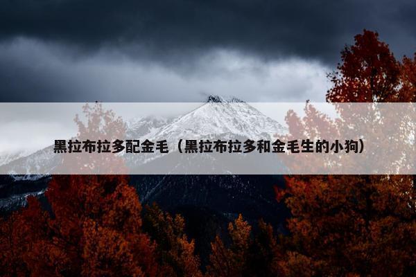 黑拉布拉多配金毛（黑拉布拉多和金毛生的小狗）