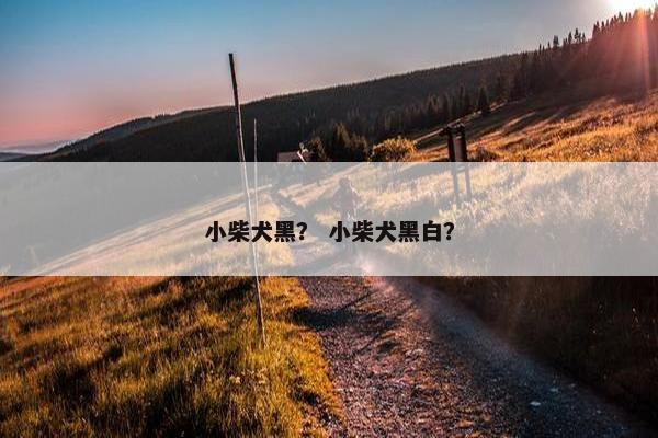 小柴犬黑？ 小柴犬黑白？