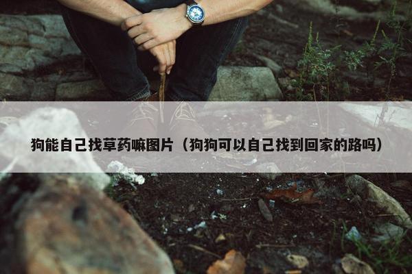 狗能自己找草药嘛图片（狗狗可以自己找到回家的路吗）