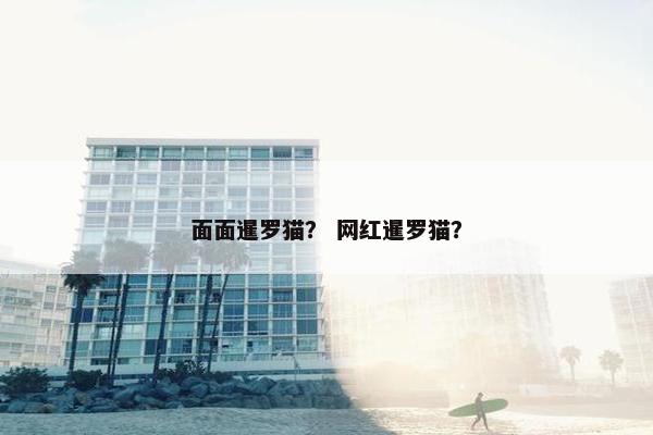 面面暹罗猫？ 网红暹罗猫？