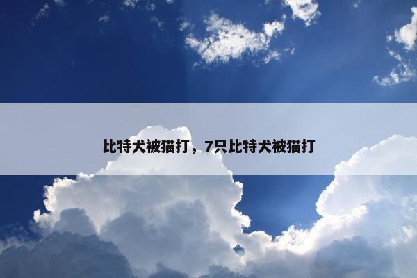 比特犬被猫打，7只比特犬被猫打
