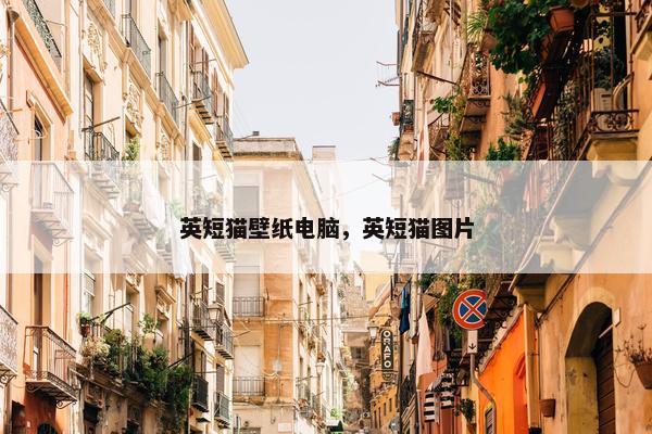 英短猫壁纸电脑，英短猫图片