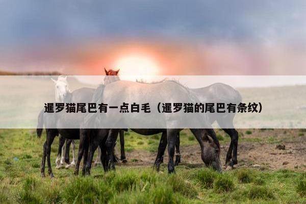 暹罗猫尾巴有一点白毛（暹罗猫的尾巴有条纹）