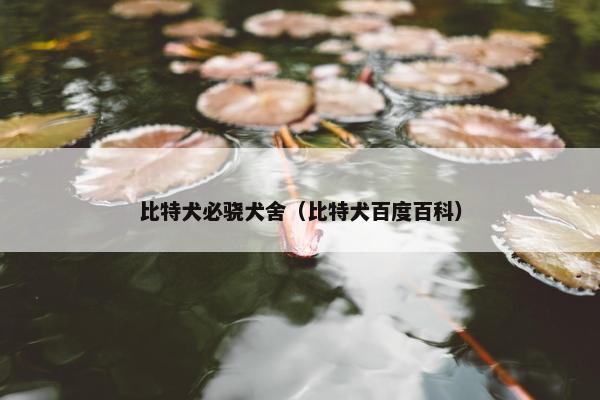 比特犬必骁犬舍（比特犬百度百科）
