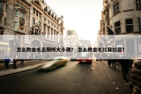 怎么教金毛去厕所大小便？ 怎么教金毛拉屎拉尿？