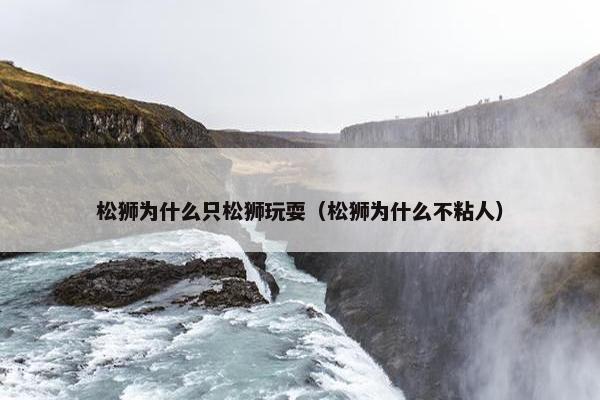 松狮为什么只松狮玩耍（松狮为什么不粘人）