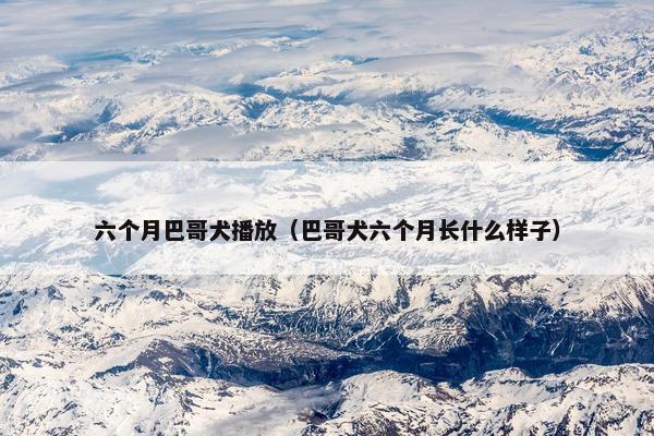 六个月巴哥犬播放（巴哥犬六个月长什么样子）